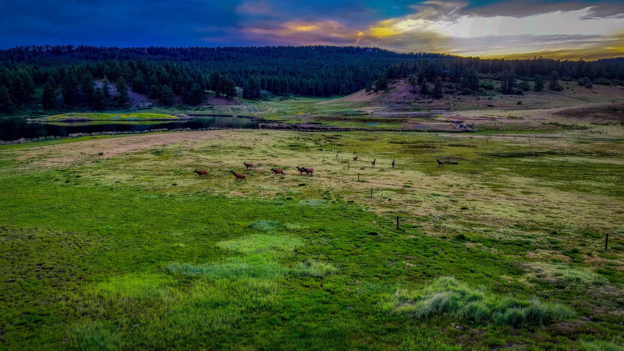 Elk in the valley on a stormy evening